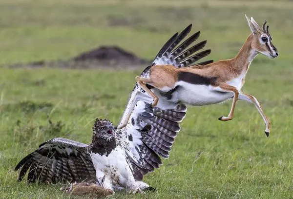 تلاش برای آزادی بچه آهو از چنگال عقاب + عکس