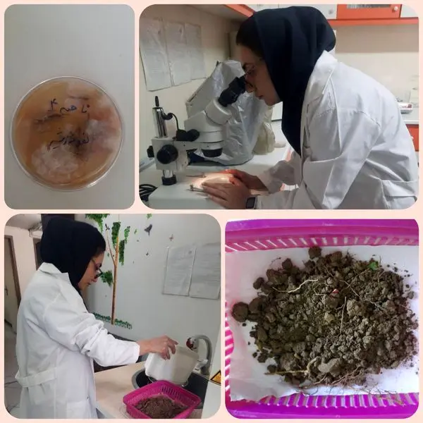 بهبود  فضای سبز منطقه 15با انجام طرح های مطالعاتی