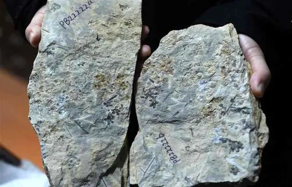 کشف نخستین فسیل گل در چین +تصاویر