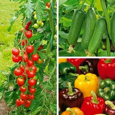 حمایت 460 میلیارد ریالی بانک کشاورزی از بزرگ ترین گلخانه سبزی و صیفی در استان چهارمحال بختیاری