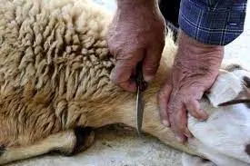 نکات بهداشتی سازمان دامپزشکی به مناسبت تاسوعا و عاشورای حسینی

