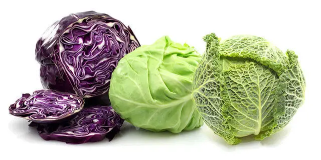 برگشت کلم از عراق