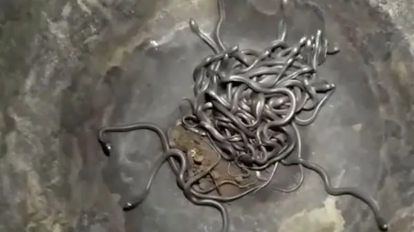 پیدا شدن 111 مار کبری در یک خانه مسکونی ! + عکس