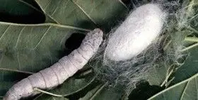 ظرفیت بالای نوغانداری در کشور