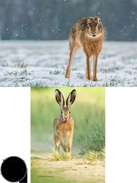 خرگوشی که خودش را شبیه گرگ می کند+عکس
