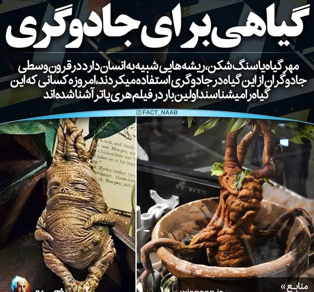 گیاهی برای جادوگری+عکس