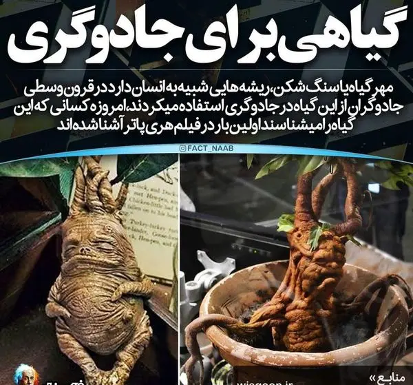 گیاهی برای جادوگری+عکس