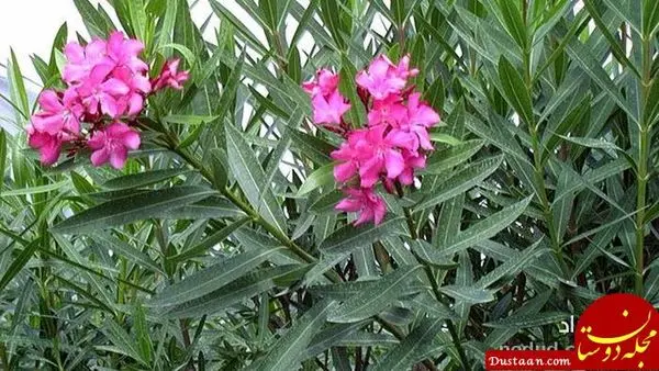 این گل دیوانه است! +عکس