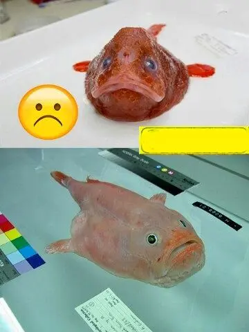 این ماهی کوچک می تواند با یک تماس انسان را به کشتن دهد! +عکس