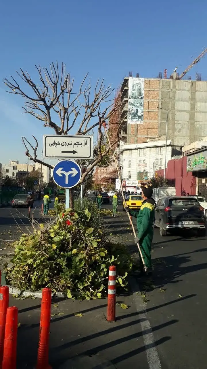 ساماندهی و هرس درختان منطقه 13 در آستانه فصل سرما

