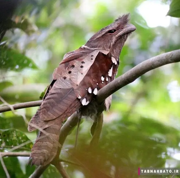 پرنده ای عجیب و زیبا + عکس