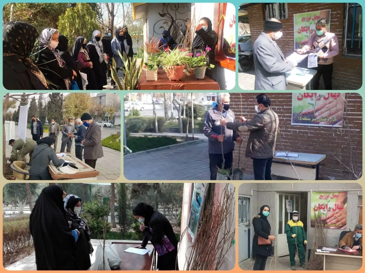 توزیع 8 هزار اصله نهال میوه در منطقه 15

