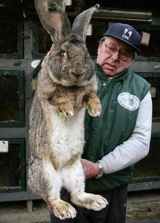 بزرگترین خرگوش دنیا+عکس