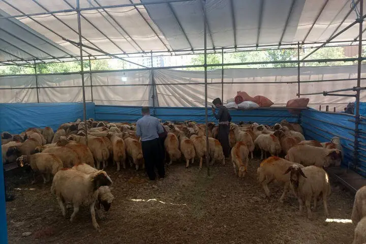 برپایی جایگاه عرضه و ذبح بهداشتی دام در منطقه ۲

