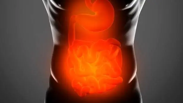 
باکتری‌های روده کوچک چه نقشی در چاقی دارند؟
