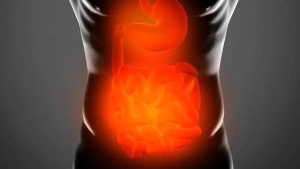 
باکتری‌های روده کوچک چه نقشی در چاقی دارند؟
