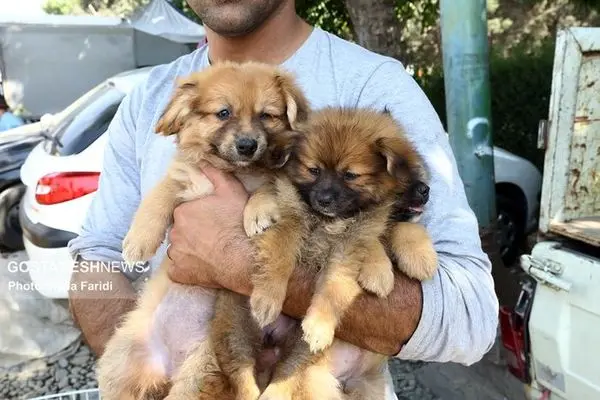 اینجا حیوانات را با قیمت نجومی میفروشند / سگ کیلویی ۵۰ میلیون تومان!