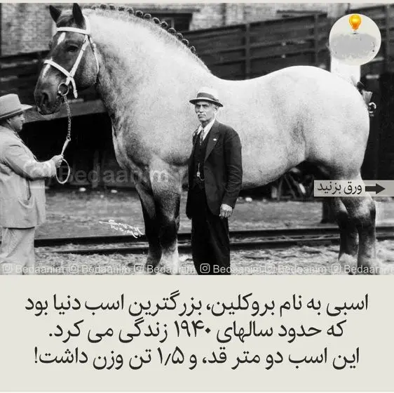بزرگترین اسب دنیا با 1/5 تن وزن! +عکس