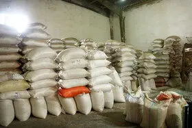 برنجهای وارداتی آلوده نیستند