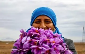 لبخند زعفرانی کشاورزان در فصل برداشت