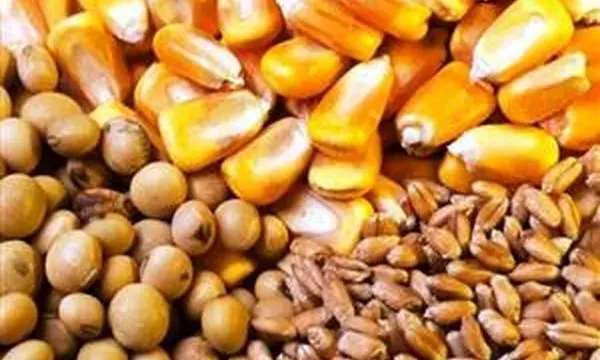  هفده درصد نهادهای طیور کردستان در آذر توزیع شد

