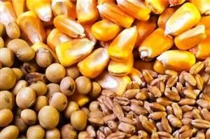  هفده درصد نهادهای طیور کردستان در آذر توزیع شد

