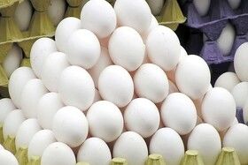 تولید تخم‌مرغ بدون وقفه ادامه دارد