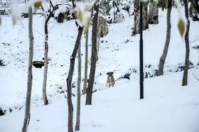 تشدید بارش در شمال کشور