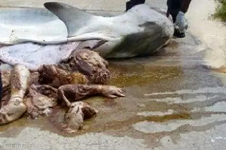 باقیمانده جسد یک انسان در شکم کوسه+عکس