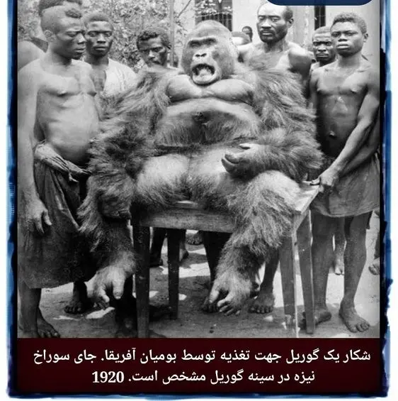 شکار گوریل عظیم الجثه با دستان خالی! +عکس