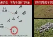 کبوتر جاسوس چینی روی سر مردم! +عکس