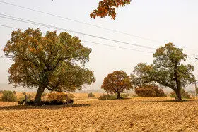 کاهش بلوط‌های زاگرس به دلیل خشکسالی