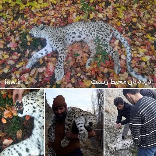 کشف لاشه یک پلنگ در شهرستان نور مازندران+عکس