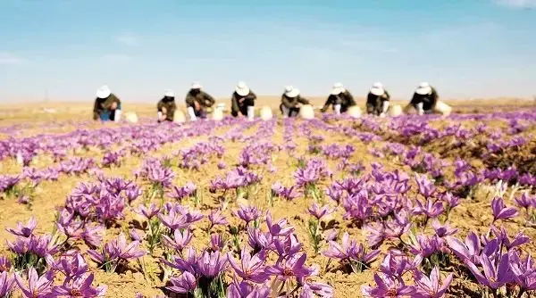زعفران در دست مافیا رنگ می‌بازد