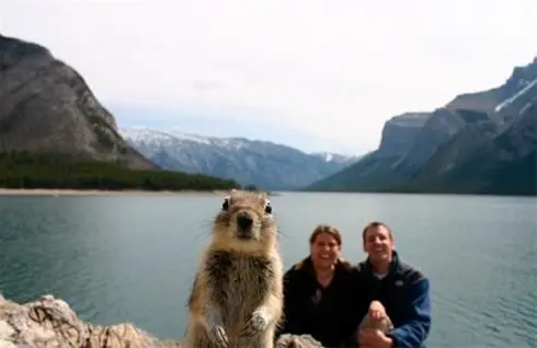 این سنجاب به شکلی باورنکردنی معروف شد+عکس