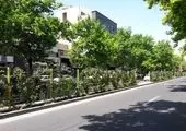 درختان مجتمع های مسکونی  منطقه 2شناسنامه دار می شوند