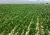 سیستم‌های آبیاری نوین در سطح ۳ هزار و ۵۰۰ هکتار اراضی استان مرکزی در دست اجراست

