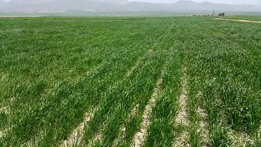 ثبت اطلاعات ۴۳ درصد از اراضی کشاورزی استان مرکزی در سامانه سیاک