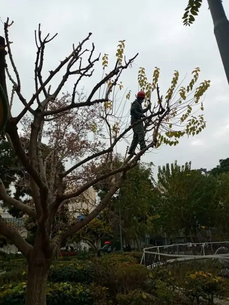 آغاز عملیات هرس درختان در منطقه۱۳