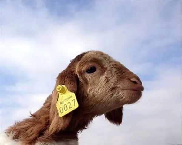 رشد 97 درصدی میزان دام بیمه شده توسط صندوق بیمه کشاورزی در سه ماهه ابتدای سال زراعی جاری
