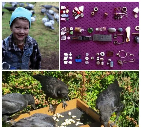 هدیه کلاغ ها به کودکی به آنها غذا می داد+عکس