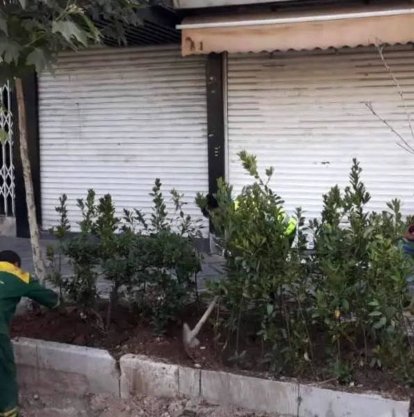 کاشت 600 درختچه در خیابان ولیعصر(عج)