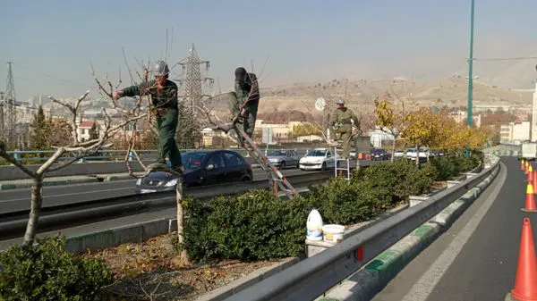 آغاز عملیات هرس زمستانه درختان بزرگراه ها و معابر منطقه۲