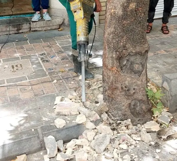 طوقه درختان از حصار بتن و مصالح ساختمانی آزاد شدند