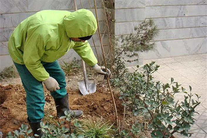 طرح فراگیر کاشت نهال در منازل شهروندان شمال شرق پایتخت

