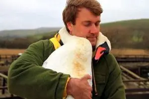 رابطه عاشقانه مرد جوان با یک قو ! +عکس