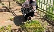 راه‌اندازی مزارع خانوادگی در بوستان گلگشت منطقه ۲