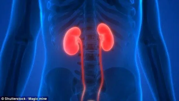 موادی
که
به پاکسازی کلیه‌ها کمک می‌کنند