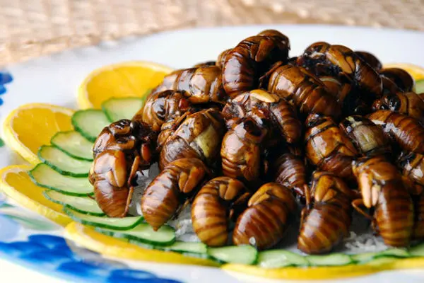 عجیب‌ترین و حیرت‌انگیزترین غذاهای آینده در جهان+تصاویر