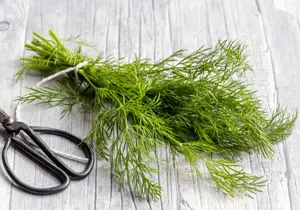 گیاهی فوق العاده برای درمان درد معده و بی اشتهایی!
